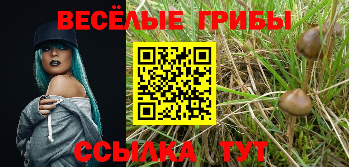 Псилоцибиновые грибы GOLDEN TEACHER  Вход с VPN  Псилоцибиновые грибы мухоморы  Асино 